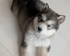 Alaskan Malamute