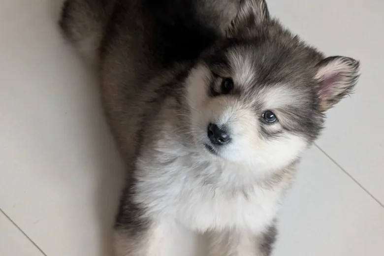 Alaskan Malamute
