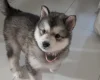 Alaskan Malamute