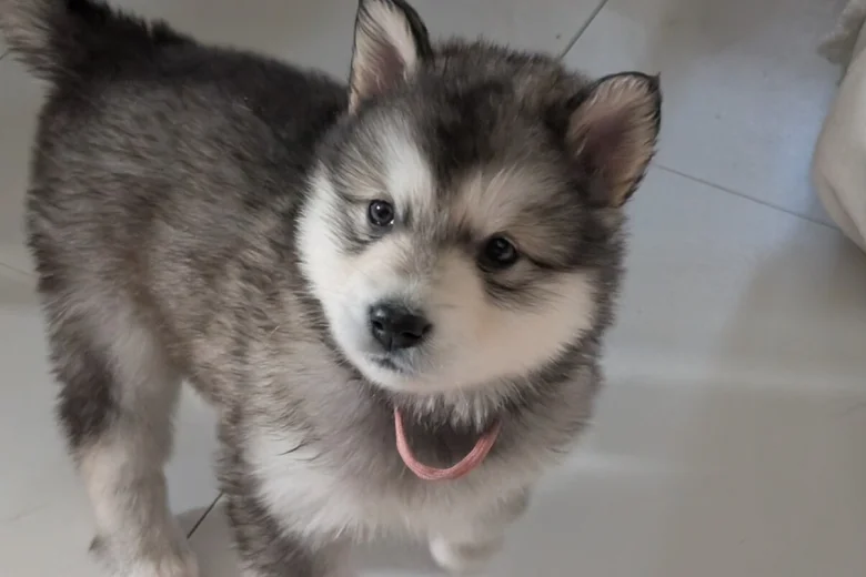 Alaskan Malamute