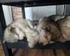 Alaskan Malamute