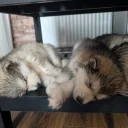 Alaskan Malamute