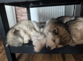 Alaskan Malamute