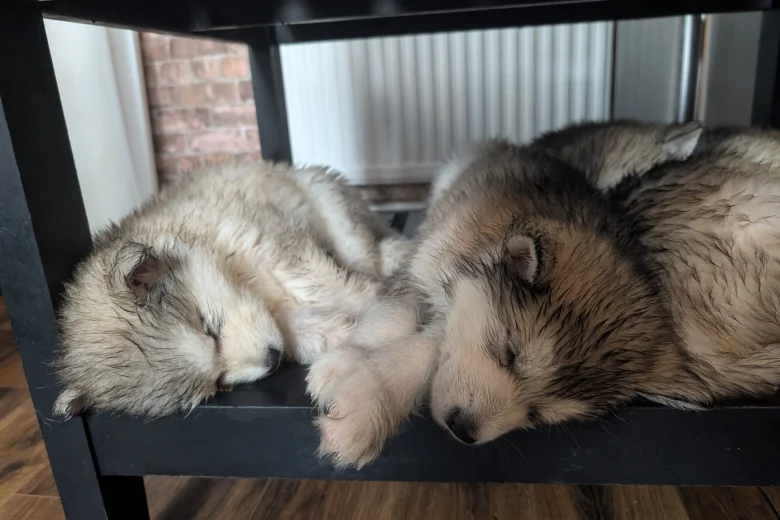 Alaskan Malamute