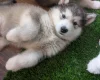 Alaskan Malamute