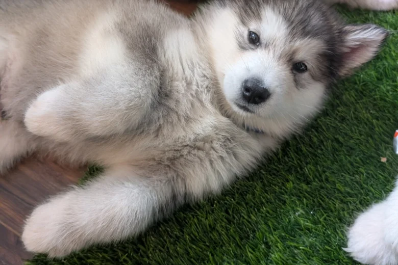 Alaskan Malamute