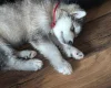 Alaskan Malamute