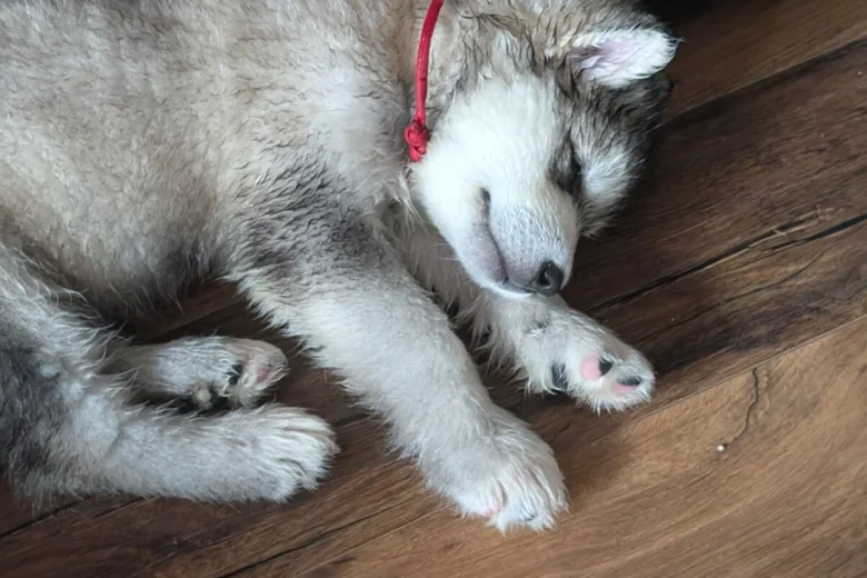 Alaskan Malamute