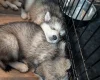 Alaskan Malamute