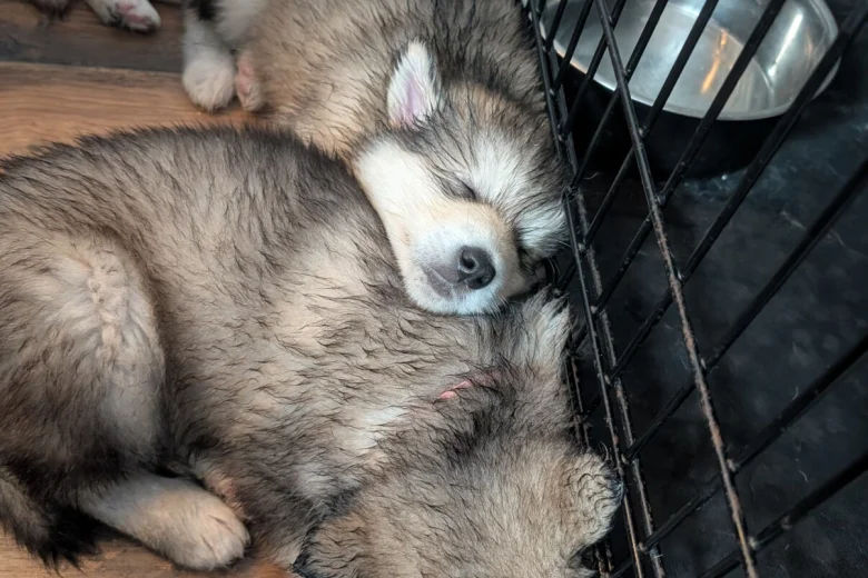 Alaskan Malamute
