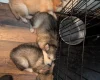 Alaskan Malamute