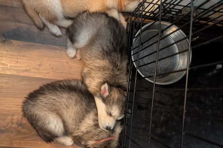 Alaskan Malamute