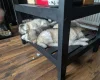 Alaskan Malamute