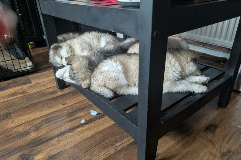 Alaskan Malamute