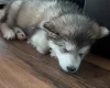 Alaskan Malamute