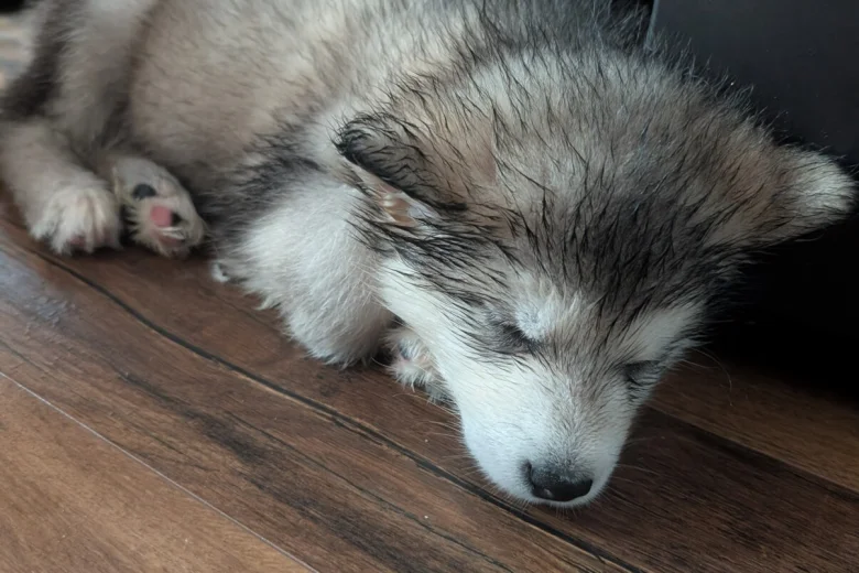 Alaskan Malamute