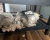 Alaskan Malamute