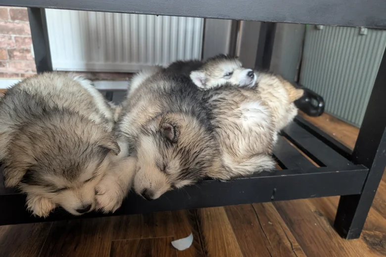 Alaskan Malamute