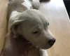 American Bulldog