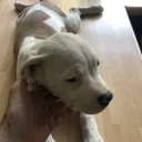 American Bulldog
