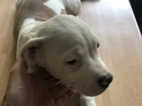 American Bulldog