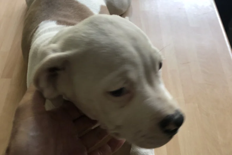 American Bulldog