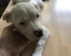 American Bulldog