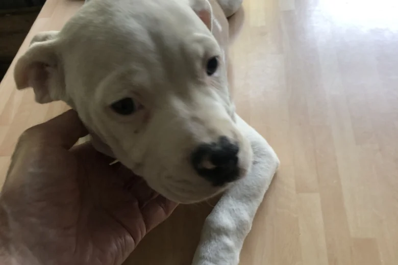 American Bulldog