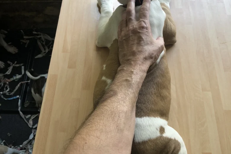 American Bulldog