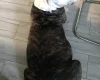 American Bulldog