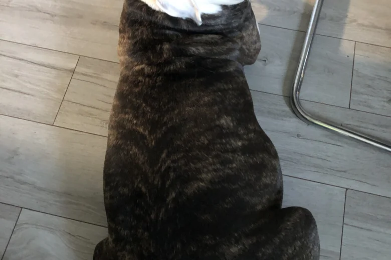 American Bulldog
