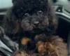 Toy Poodle