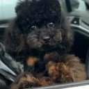 Toy Poodle