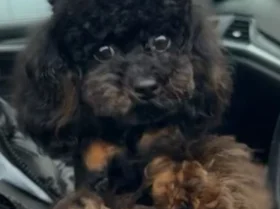 Toy Poodle