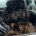 Toy Poodle