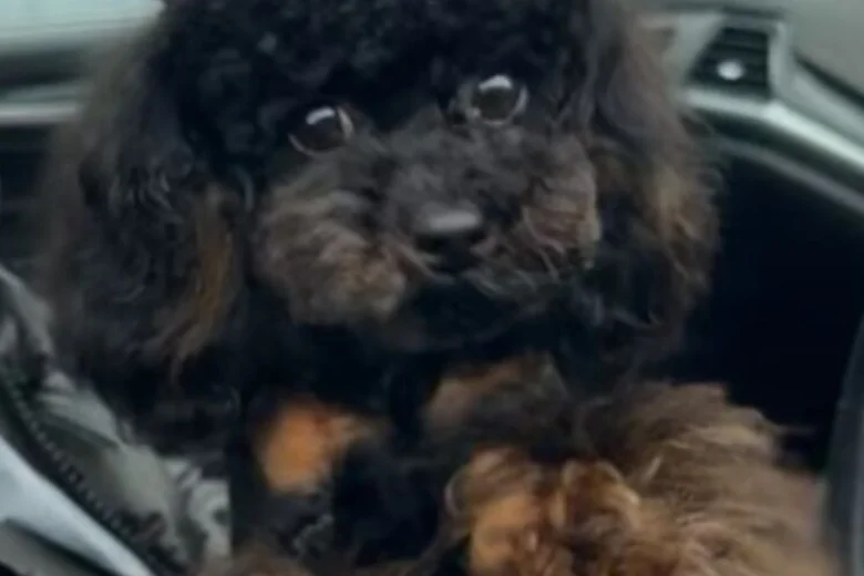 Toy Poodle