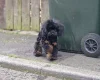 Toy Poodle