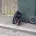 Toy Poodle