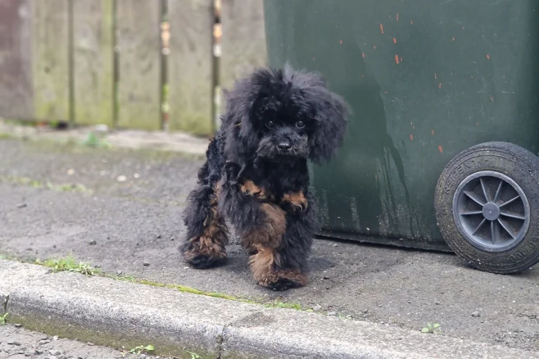 Toy Poodle
