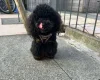 Toy Poodle