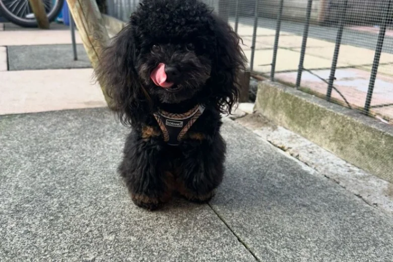 Toy Poodle