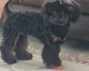 Toy Poodle