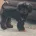 Toy Poodle