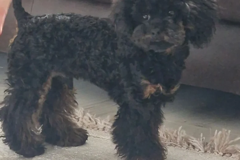 Toy Poodle