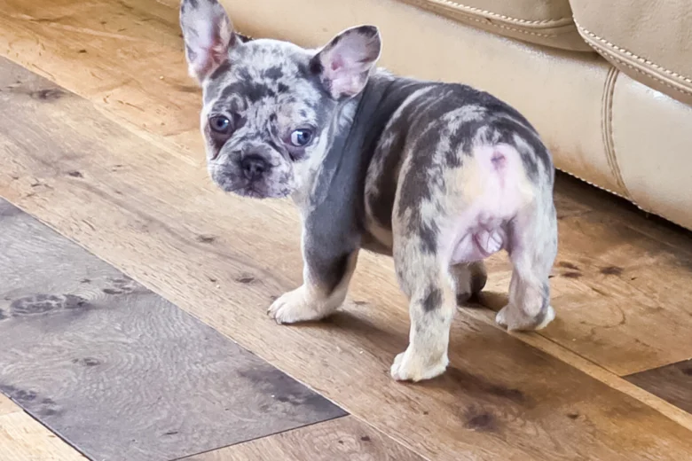 French Bulldog