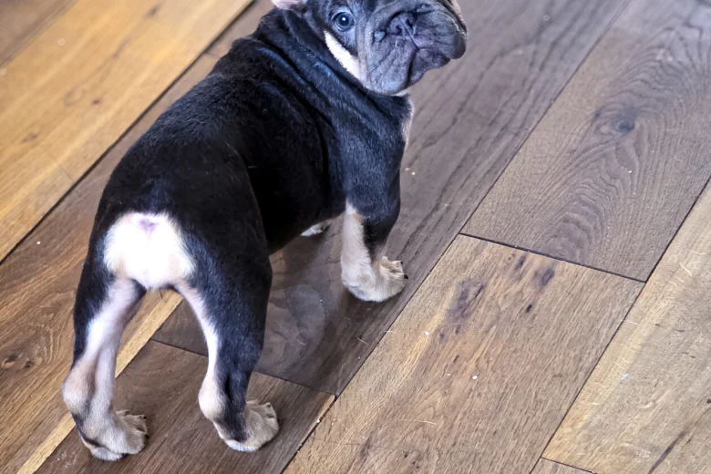 French Bulldog