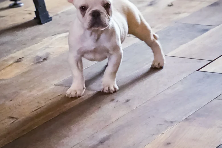 French Bulldog