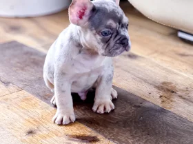 French Bulldog