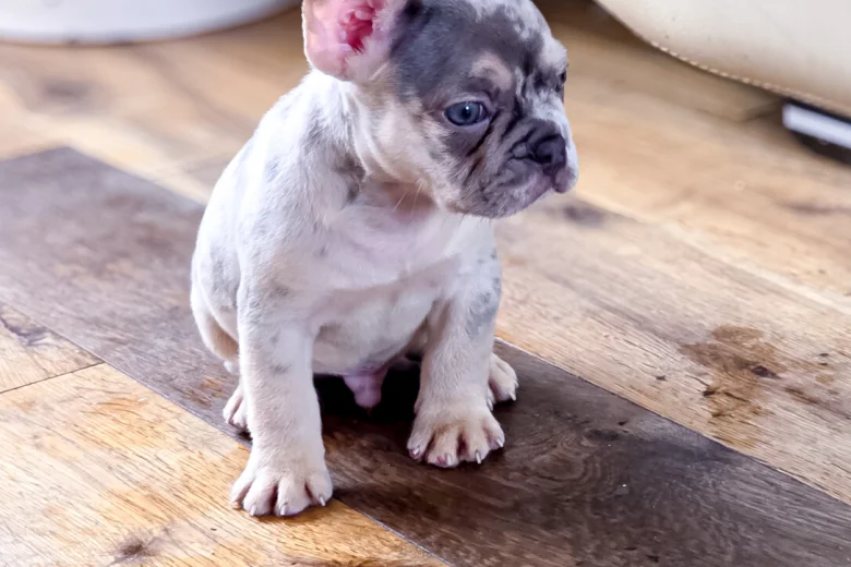 French Bulldog
