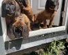 Bavarian Mountain Hound